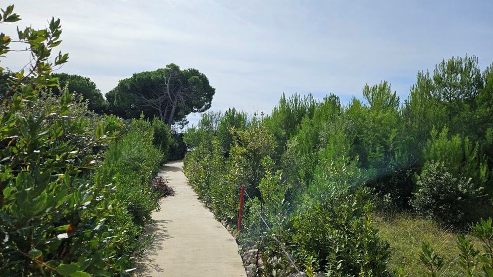 Cesta, ktorá vedie cez husté kríky so stromami na oboch stranách a jeden mierne