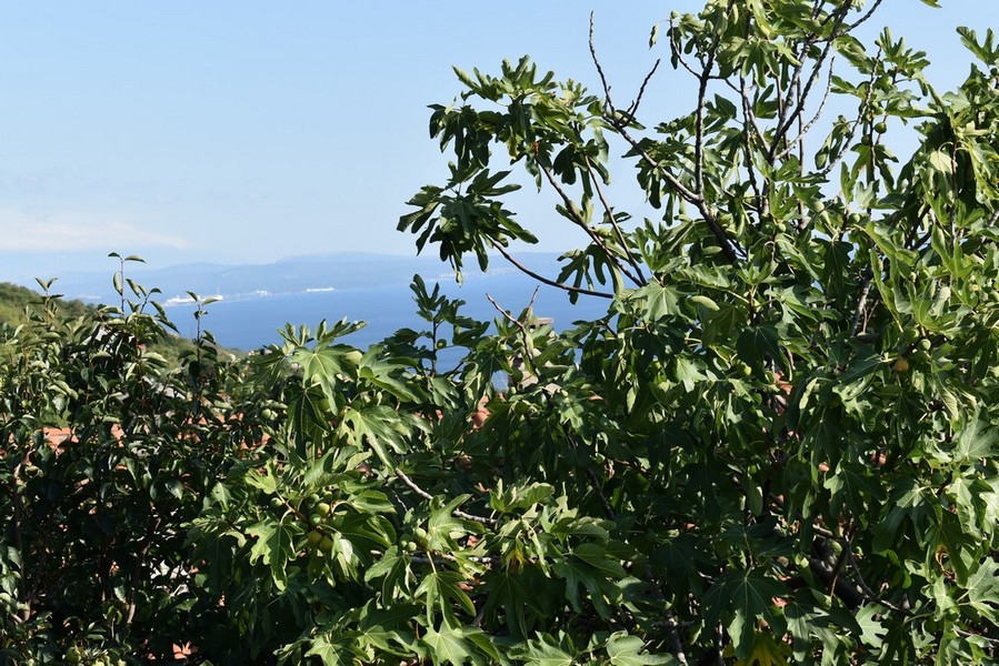 Predám dom v Chorvátsku, Kvarnerský záliv, Rijeka - Panorama Scouting Immobilien H2263, kúpna cena: 630 000 EUR - obrázok 6