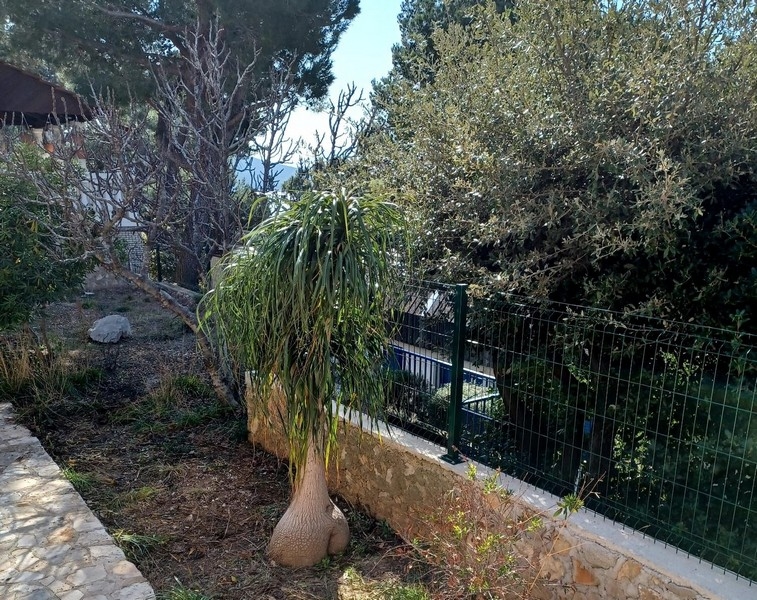 Výhľad do záhrady so stredomorskými rastlinami a olivovníkmi vo vile na predaj na ostrove Cres v Chorvátsku