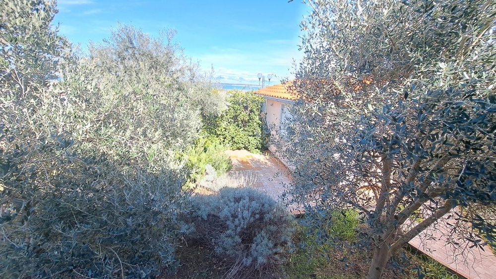 Olivovníky a stredomorská vegetácia v záhrade, ktorá je súčasťou prímorskej nehnuteľnosti v Chorvátsku