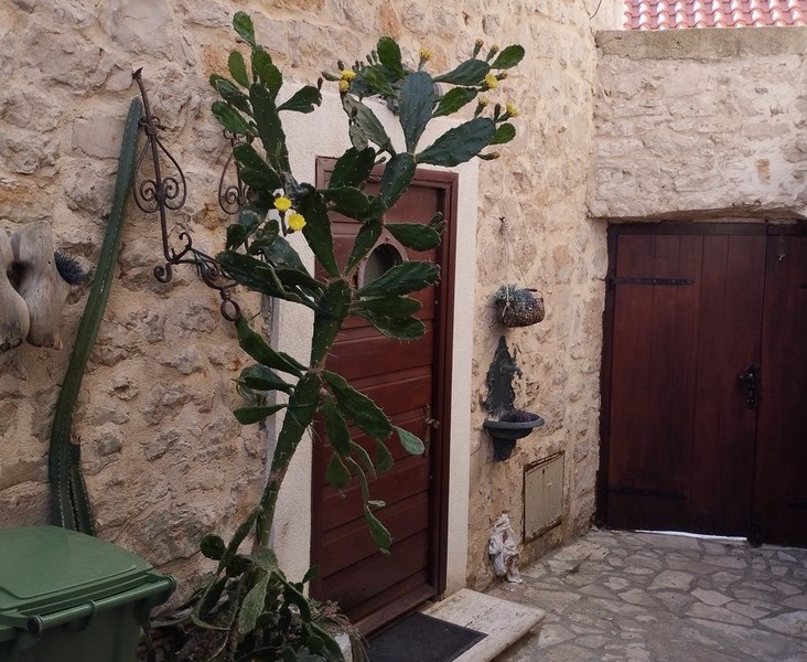 Vstupný priestor kamenného domu s dekoratívnym kaktusom, ideálny pre záujemcov o kúpu domu v Chorvátsku.