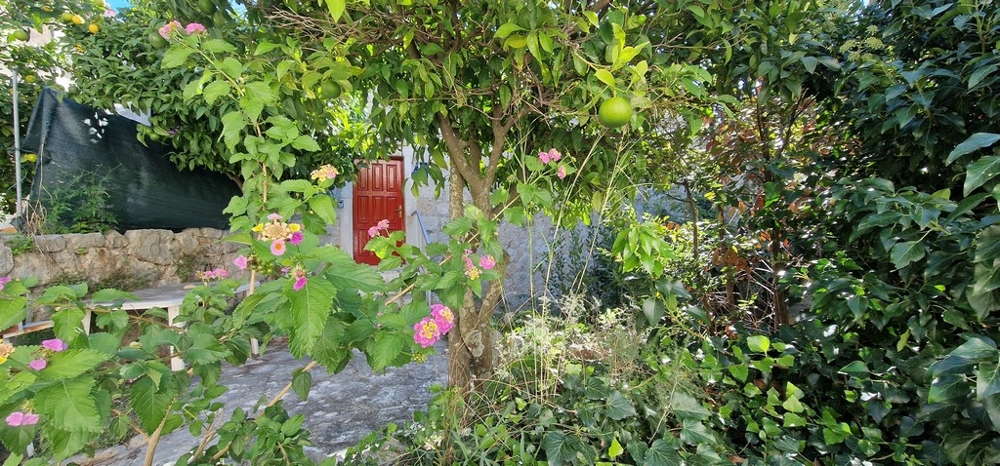 Svieža záhrada s citrónovníkom, farebnými kvetmi a červenými drevenými dverami v pozadí. Stena z prírodného kameňa dodáva záhrade rustikálny vzhľad.