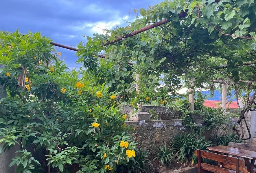 Krytá terasa s viničom a záhradou