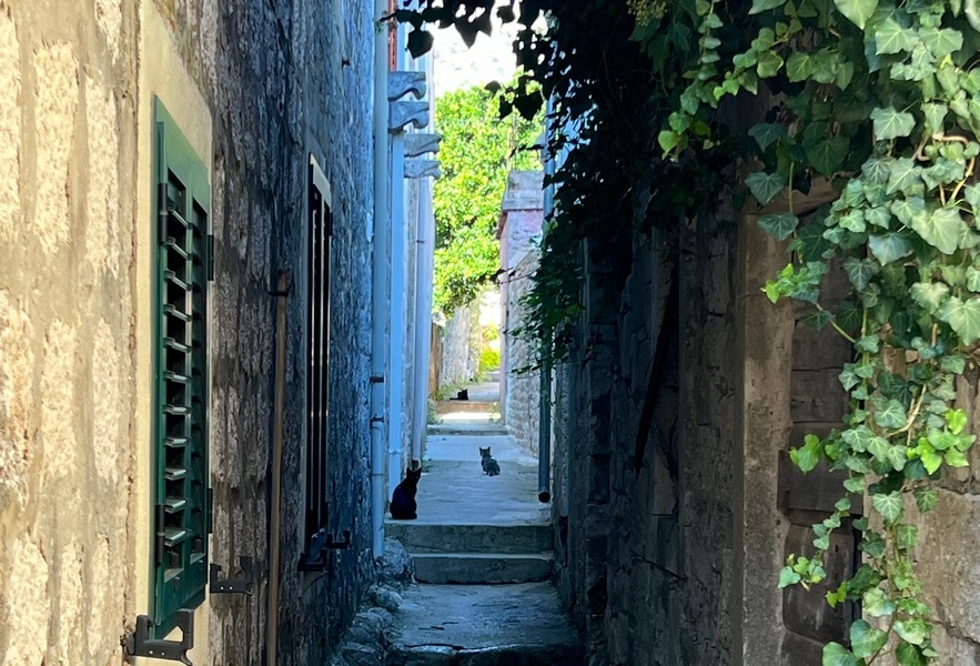 Úzka ulička s mačkami