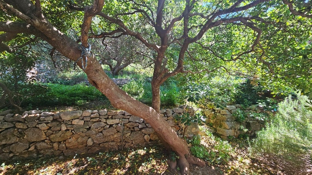 Prírodná záhrada so stromom a kamenným múrom