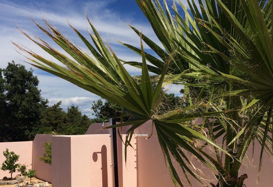 Palma pred ružovým domom na ostrove Silba